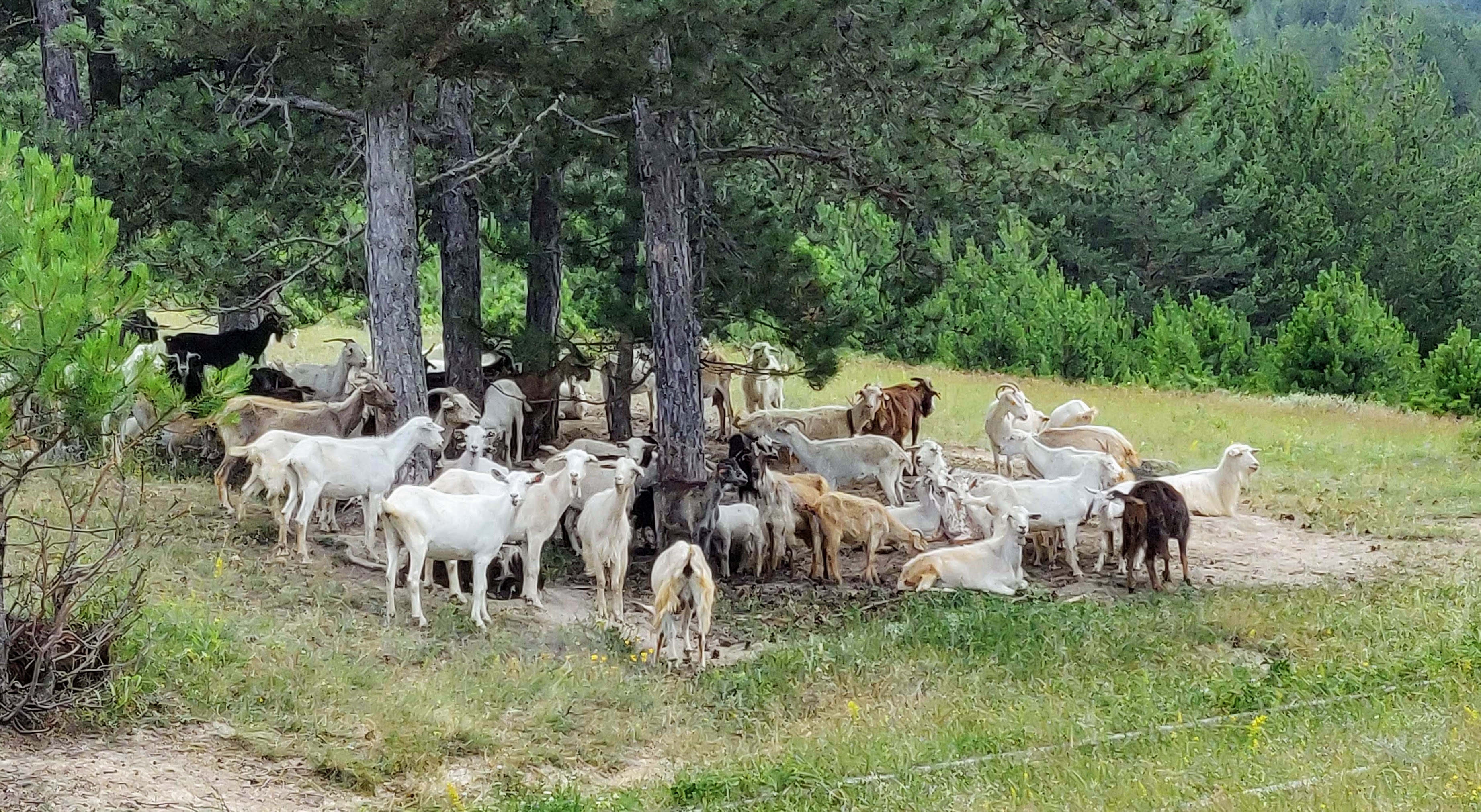 Goats